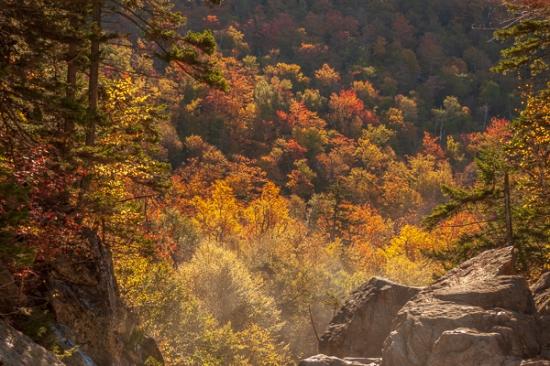 Autumn;Boulder;Boulders;Branches;Brown;Calm;Fall;Fog;Forest;Forested;Geological;Glen Ellis Falls;Gold;Healing;Hill;Mist;Mountain;Mountain Side;Mountain Top;Mountainous;Nature;New England;New Hampshire;Pastoral;Rock;Rock formations;Rocks;Rocky;Stone;Stones;Sunlight;Sunshine;Tan;Timber;Timberland;Tree;Wood;Woodland;Woods;Yellow;foggy;green;haze;hillside;landscape;leaves;limbs;mist;misty;oneness;orange;peaceful;plants;restful;serene;soothing;sunlit;tranquil;tree limbs;tree trunk;trees;trunk;zen