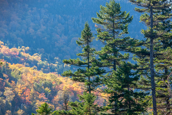 Autumn;Branches;Calm;Fall;Forest;Forested;Glen Ellis Falls;Leaf;Minimalism;Mountain;Mountain Side;Mountain Top;Mountainous;Nature;New England;New Hampshire;Pastoral;Summit;Sunlight;Sunshine;Timber;Timberland;Tree;Wood;Woodland;Woods;Yellow;foliage;green;hillside;landscape;leaves;limbs;oneness;orange;peaceful;plants;restful;serene;soothing;sunlit;tranquil;tree limbs;trees;trunk;zen