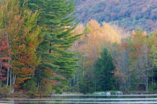Trees;Woodlands;reflection;Rock;Forest;Gold;New England;Tree;Boulders;pond;Timberland;Fall;Gray;Tan;Green;Boulder;reflections;Rocks;Brown;Red;Autumn;Vermont;water;Timber;lake