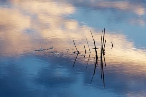 Blue;lake;reflection;Vermont;Abstracts;Botanical;New England;Flora;Sky;Plant;reflections;Abstraction;Silhouette;Mirror;water;Abstract;Plants;pond;Patterns;Outdoor;Botanicals