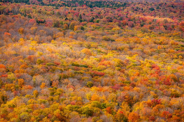 Abstract;Abstraction;Autumn;Branches;Calm;Fall;Forest;Hill;Mountain;Mountain Side;Mountainous;Nature;New England;Pastoral;Seasons;Sunlight;Sunshine;Timber;Timberland;Tree;United States;Vermont;Wood;Woodland;Woods;Yellow;green;hillside;landscape;leaves;limbs;oneness;orange;pattern;peaceful;plants;red;restful;serene;soothing;sunlit;tranquil;tree limbs;trees;zen