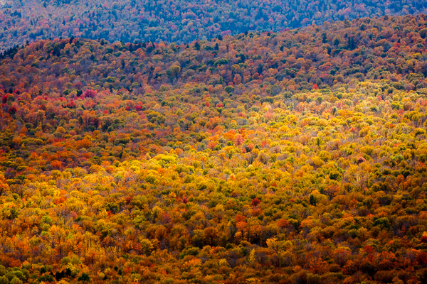 Abstract;Abstraction;Autumn;Branches;Calm;Fall;Forest;Habitat;Hill;Hills;Hilltop;Mountain;Mountain Side;Mountainous;Mountains;Mountainside;Nature;New England;Pastoral;Seasons;Sunlight;Sunshine;Timber;Timberland;Tree;United States;Vermont;Wood;Woodland;Woodlands;Woods;Yellow;green;hillside;landscape;leaves;limbs;oneness;orange;pattern;peaceful;plants;red;restful;serene;soothing;sunlit;tranquil;tree limbs;trees;zen