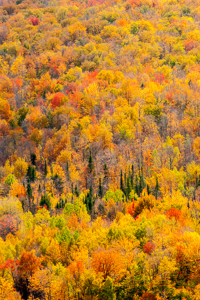 Abstract;Abstraction;Autumn;Branches;Calm;Fall;Forest;Hill;Mountain;Mountain Side;Mountainous;Nature;New England;Pastoral;Seasons;Sunlight;Sunshine;Timber;Timberland;Tree;United States;Vermont;Wood;Woodland;Woods;Yellow;green;hillside;landscape;leaves;limbs;oneness;orange;pattern;peaceful;plants;red;restful;serene;soothing;sunlit;tranquil;tree limbs;trees;zen