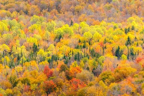 Abstract;Autumn;Fall;Forest;Forested;Gold;Green;Landscape;Leaves;New England;Orange;Red;Seasons;Tan;Texture;Timber;Timberland;Trees;Vermont;Woodland;Woods;Yellow