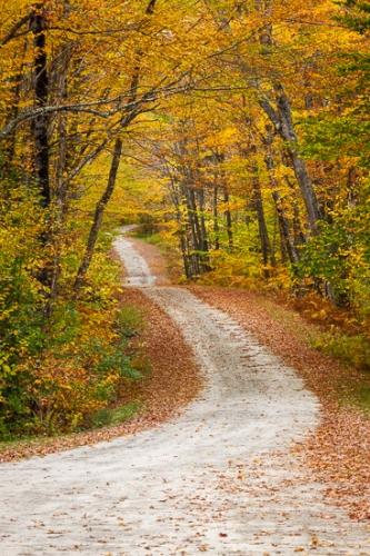 Autumn;Brown;Calm;Fall;Forest;Forested;Gold;Habitat;Healing;Hiking Trail;Journey;Minimalism;Nature;New England;Pastoral;Path;Pathway;Photojournalism;Roadway;Seasons;Tan;Timber;Timberland;Tree;Vermont;Walkway;Warm Colors;Warm Palette;Warm Tones;Wood;Woodland;Woodlands;Woods;Yellow;branch;color;green;landscape;leaves;oneness;orange;peaceful;restful;road;roads;serene;soothing;trail;tranquil;tree trunk;trees;trunk;wooded area;zen