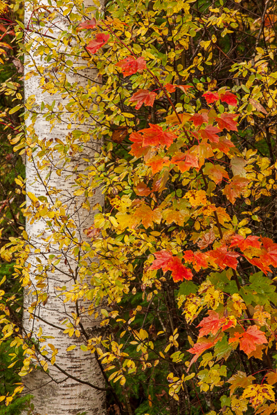 Autumn;Botanical;Branches;Brown;Calm;Fall;Forest;Forested;Gold;Healing;Leaf;Leafy;Maple tree;Nature;New England;Pastoral;Season;Seasons;Tan;Timber;Timberland;Tree;United States;Veins;Vermont;Warm Colors;Warm Palette;Warm Tones;White;Wood;Woodland;Woods;Yellow;bark;birch;botanicals;branch;color;foliage;green;landscape;leaves;limbs;oneness;orange;peaceful;plants;red;restful;serene;soothing;tranquil;tree limbs;tree trunk;trees;trunk;yellow;zen
