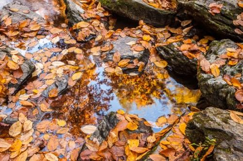 Autumn;Couchville Cedar Glade State Natural Area;Fall;Great Smoky Mountains National Park;Seasons;Tennessee;United States