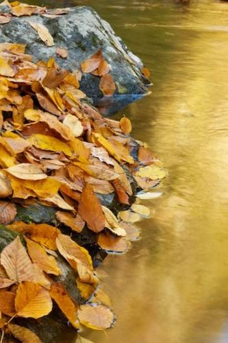 Fallen;Autumn;close-up;Stones;Fallen Leaves;Leaf;Tennessee;Stone;Fall;Gold;Wabi Sabi;Boulders;Great Smoky Mountains National Park;Brown;Textures;reflection;Rocks;reflections;Mirror;Rock;Stream;water;zen;United States;Gray;Leaves;Yellow