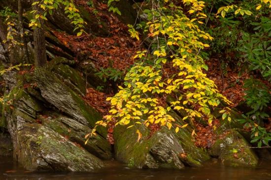 Autumn;Botanical;Boulder;Boulders;Branches;Brook;Brown;Calm;Couchville Cedar Glade State Natural Area;Creek;Fall;Fallen;Fallen Leaves;Flow;Forest;Forested;Gold;Great Smoky Mountains National Park;Healing;Health care;Healthcare;Leaf;Nature;Pastoral;River;Rock;Rock formations;Rocks;Rocky;Seasons;Stone;Stones;Stream;Stream Bank;Tennessee;Timber;Timberland;Tree;United States;Wabi Sabi;Water;Wood;Woodland;Woods;Yellow;botanicals;branch;flowing;foliage;green;landscape;leaves;limbs;oneness;orange;peaceful;plants;restful;river bank;serene;soothing;tranquil;tree limbs;tree trunk;trees;trunk;zen