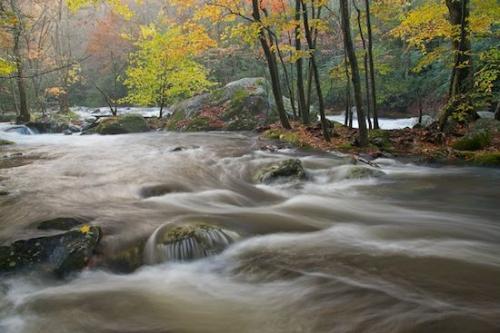 Brook;Boulder;Tennessee;River;Tan;United States;Pouring;Streaming;Waterfalls;Rocky;tree limbs;Red;trees;Yellow;tree;Falls;Brown;tree trunk;Autumn;Rocks;branches;Fall;Cascading;Waterfall;Great Smoky Mountains National Park;Rivulet;Streamlet;Stream;Green;Cascade;bark;Water;trunk;Rock;Stones;Creek;Boulders;Stone;Landscape