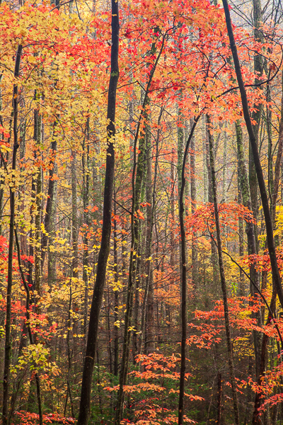 Autumn;Branches;Brown;Calm;Fall;Forest;Forested;Great Smoky Mountains National Park;Habitat;Healing;Health care;Healthcare;Leaf;Leafy;Maple tree;Nature;Pastoral;Seasons;Sunlight;Sunshine;Tennessee;Timber;Timberland;Tree;United States;Wood;Woodland;Woodlands;Woods;Yellow;branch;foliage;landscape;leaves;limbs;oneness;orange;peaceful;plants;red;restful;serene;soothing;sunlit;tranquil;tree limbs;tree trunk;trees;trunk;zen