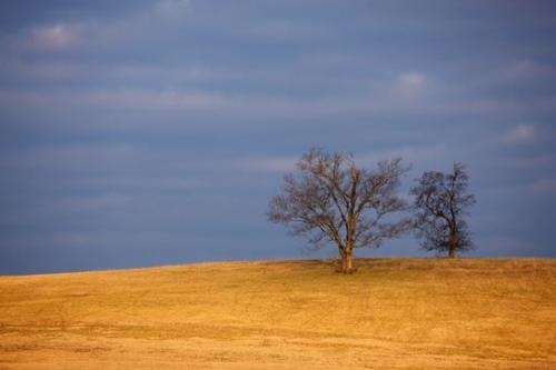 Cloud;branches;Cloud Formation;Landscape;Sunlight;Sunshine;Tan;Sky;Brown;Clouds;Hillside;Outdoor;Tree limbs;trees;Weather;Blue;Yellow;Gold;Hill