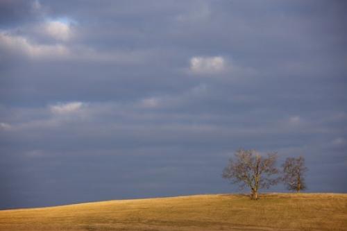 Gold;Tan;Hillside;Landscape;branches;Sunlight;Tree limbs;Tennessee;Outdoor;Cloud;Yellow;Sunshine;Clouds;Hill;Brown;Weather;Cloud Formation;trees;Blue;Sky