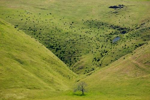 Hills;California;tree limbs;Gray;branches;Hillock;Landscape;Green;Outdoor;tree;Hill;tree trunk;Hillside;Grassy;Grass