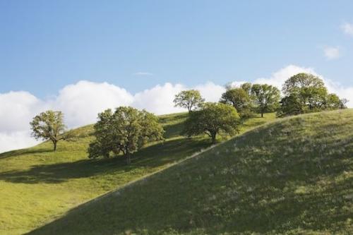 Hilltop;branch;Hill;Hillside;Blue;branches;White;trees;Cloud Formation;Hillock;Sky;tree trunk;Green;Clouds;Weather;California;Brown;Hills;Cloud;tree;Landscape