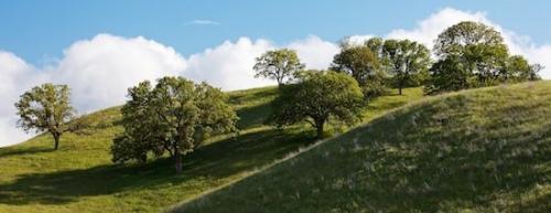 Hillock;Hill;Cloud;Sky;Hillside;Blue;tree;Green;Brown;White;Weather;Hilltop;California;Hills;Panoramic;branches;tree trunk;branch;Clouds;trees;Landscape;Cloud Formation