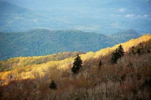 Valley;Yellow;Mountain Top;Brown;Forest;Peak;Cherokee National Forest;Roan Mountain;Autumn;Trees;Hilltop;Hills;Gorge;Timber;Hillside;Fall;Hill;Mountain;Wood;Woodland;Woodlands;Pinnacle;Green;Mountainous;Timberland;Mountains;Tree;Evergreen;Summit