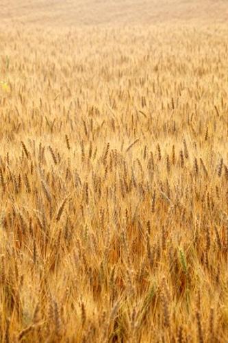 Tan;Wheat;Brown;Gold;Seed Head;Farming;Seed Heads;Farm;Wheat Field;Grass;Field;Fields;Yellow;Agriculture;Agricultural