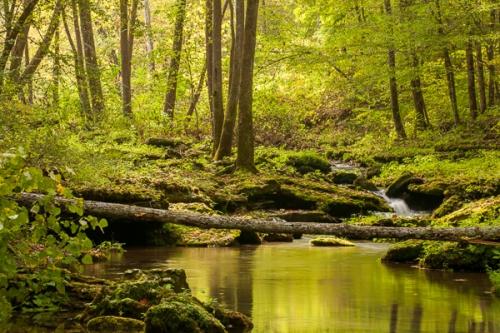 Botanical;Boulder;Boulders;Brook;Brown;Calm;Cascade;Cascading;Chute;Couchville Cedar Glade State Natural Area;Creek;Falling;Falls;Flow;Forest;Forested;Habitat;Healing;Health care;Healthcare;Looking up;Mirror;Moss;Nature;Pastoral;Pouring;Ripple;River;Rock;Rock formations;Rocks;Rocky;Seasons;Short Springs State Natural Area;Spilling;Spring;Springtime;Stone;Stones;Stream;Stream Bank;Streaming;Tan;Tennessee;Timber;Timberland;Tree;Tullahoma;United States;Warm Colors;Warm Palette;Warm Tones;Water;Waterfalls;Waterscape;Wood;Woodland;Woodlands;Woods;color;flowing;foliage;green;landscape;leaves;oneness;peaceful;rapids;reflection;reflections;restful;river bank;serene;soothing;tranquil;tree limbs;trees;waterfall;wet;zen