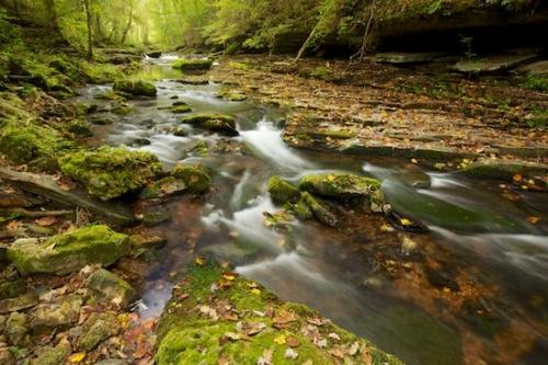 Rocks;Rock;Tennessee;Stream;Water;Short Springs State Natural Area;Stones;Green;Stone;Forest;Boulders;Boulder;Streaming;Pouring;Cascade