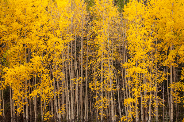 Autumn;Branches;Calm;Colorado;Concepts;Fall;Forest;Forested;Gold;Habitat;Healing;Health care;Healthcare;Leaves;Nature;Oneness;Pastoral;Silver Thread Scenic Byway;South Fork;Sunlight;Sunshine;Tan;Timber;Timberland;Tree;Tree limbs;Wood;Woods;Yellow;aspen;bark;branch;landscape;limbs;oneness;peaceful;plants;restful;serene;soothing;sunlit;tranquil;tree;tree limbs;tree trunk;trees;trunk;zen