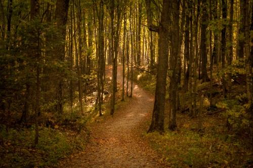 Branches;Brown;Calm;Forest;Forested;Gold;Great Lakes;Habitat;Healing;Hiking Trail;Journey;Michigan;Nature;Pastoral;Path;Pathway;Roadway;Sun rays;Sunlight;Sunshine;Tan;Timber;Timberland;Tree;United States;Upper Peninsular;Walkway;Wood;Woodland;Woodlands;Woods;Yellow;green;landscape;leaves;limbs;oneness;orange;peaceful;restful;road;serene;soothing;sunlit;trail;tranquil;tree limbs;tree trunk;trees;trunk;zen