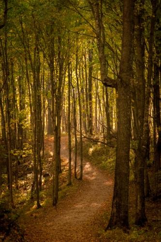 Branches;Brown;Calm;Forest;Forested;Gold;Great Lakes;Habitat;Healing;Hiking Trail;Journey;Michigan;Nature;Pastoral;Path;Pathway;Roadway;Sun rays;Sunlight;Sunshine;Tan;Timber;Timberland;Tree;United States;Upper Peninsular;Walkway;Wood;Woodland;Woodlands;Woods;Yellow;green;landscape;leaves;limbs;oneness;orange;peaceful;restful;road;serene;soothing;sunlit;trail;tranquil;tree limbs;tree trunk;trees;trunk;zen