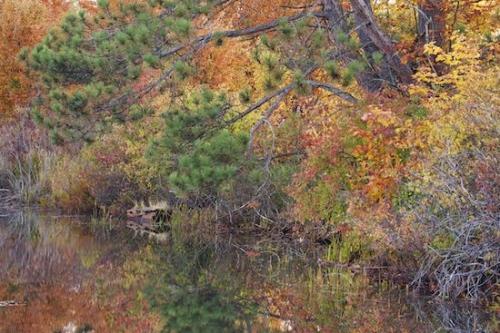 Fall;Great Lakes;Yellow;Woodlands;Lake;Gray;leaves;Green;Orange;Tree;Autumn;Upper Peninsular;Forest;Brown;Red;Reflection;Woodland;Trees;Michigan