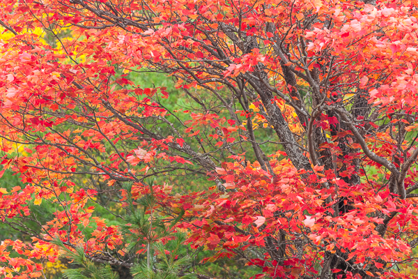 Autumn;Brown;Calm;Concepts;Cool Colors;Cool Palette;Cool Tones;Fall;Forest;Forested;Gold;Great Lakes;Green;Greens;Habitat;Healing;Health care;Healthcare;Leaf;Leaves;Michigan;Nature;Oneness;Pastoral;Sunlight;Sunshine;Tan;Timber;Timberland;Tree;United States;Upper Peninsular;Wood;Woodland;Woods;Yellow;color;foliage;landscape;limbs;peaceful;plants;restful;serene;soothing;sunlit;tranquil;tree;tree limbs;trees;trunk