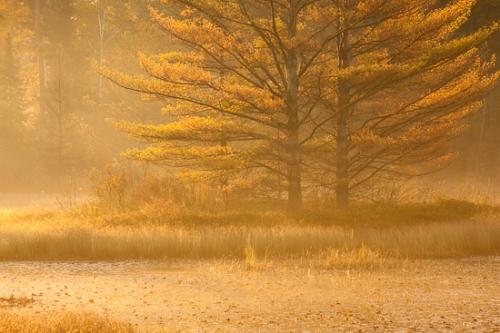 Autumn;Branches;Brown;Fall;Gold;Great Lakes;Michigan;Seney National Wildlife Refuge;Tan;Tree;United States;Upper Peninsular;branch;green;leaves;orange;tree trunk;trunk