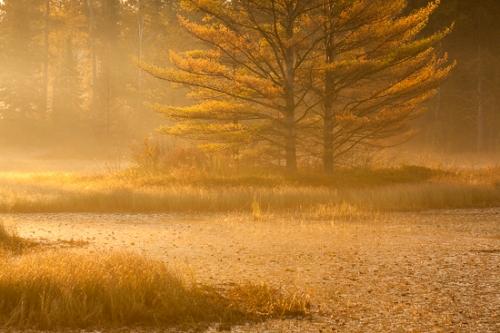 Autumn;Branches;Brown;Fall;Gold;Great Lakes;Michigan;Seney National Wildlife Refuge;Tan;Tree;United States;Upper Peninsular;branch;green;leaves;orange;tree trunk;trunk