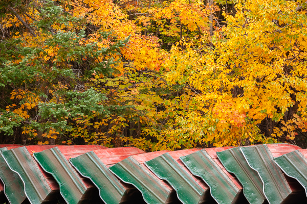 Autumn;Boat;Branches;Calm;Fall;Fallen;Fallen Leaves;Forest;Forested;Great Lakes;Healing;Leaf;Michigan;Nature;Pastoral;Sunlight;Sunshine;Timber;Timberland;United States;Upper Peninsular;Wabi Sabi;Wood;Woodland;Woods;Yellow;foliage;green;landscape;leaves;oneness;orange;peaceful;red;restful;serene;soothing;sunlit;tranquil;trees;zen