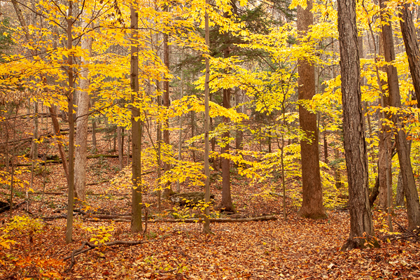Autumn;Branches;Brown;Calm;Fall;Fallen Leaves;Forest;Forested;Gold;Horizontal;Leaf;Nature;Pastoral;Pennsylvania;Ricketts Glenn State Park;Tan;Timber;Timberland;Tree;United States;Wabi Sabi;Waterscape;Wood;Woodland;Woodlands;Woods;Yellow;bark;foliage;landscape;leaves;limbs;oneness;orange;peaceful;plants;restful;serene;soothing;stump;tranquil;tree limbs;tree trunk;trees;trunk;wooded area;zen