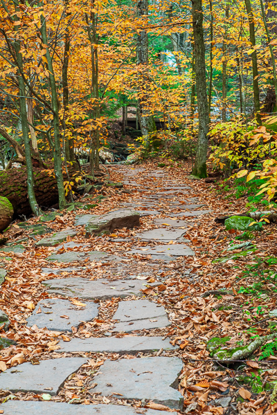 Autumn;Branches;Brown;Calm;Fall;Fallen Leaves;Forest;Forested;Gold;Habitat;Health care;Hiking Trail;Leaf;Nature;Pastoral;Path;Pathway;Pennsylvania;Ricketts Glenn State Park;Rock;Rocks;Stone;Stones;Timber;Timberland;Tree;United States;Walkway;Wood;Woodland;Woods;Yellow;bark;foliage;green;landscape;leaves;oneness;orange;peaceful;plants;restful;road;serene;soothing;trail;tranquil;tree limbs;tree trunk;trees;zen