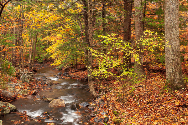 Autumn;Boulder;Boulders;Branches;Brown;Calm;Cascade;Chute;Creek;Fall;Fallen Leaves;Falls;Flow;Forest;Forested;Gold;Healthcare;Horizontal;Leaf;Minimalism;Nature;New Jersey;Pastoral;Pouring;Ripple;River;Rock;Rock formations;Rocks;Rocky;Stokes State Forest;Stone;Stones;Stream;Stream Bank;Streaming;Tan;Timber;Timberland;Tree;United States;Wabi Sabi;Water;Waterfalls;Waterscape;Wood;Woodland;Woods;Yellow;flowing;foliage;landscape;leaves;oneness;orange;peaceful;plants;rapids;reflection;reflections;restful;serene;soothing;tranquil;tree limbs;trees;waterfall;zen