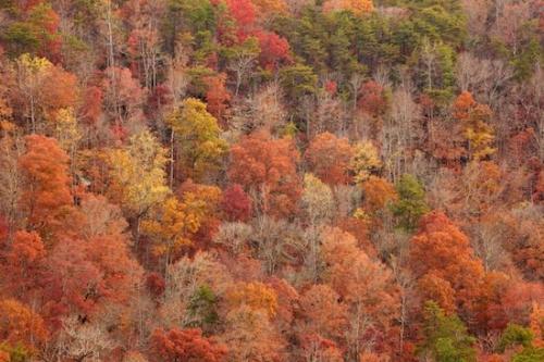 Gray;Mountainside;Landscape;Fall;Gold;tree limbs;Outdoor;tree trunk;Little River Canyon National Preserve;Valley;branches;Hillside;Hill;Mountains;Autumn;Orange;trees;Yellow;limb;Alabama;leaves;Mountainous;Red;branch;Green;tree;trunk;Mountain;Bluff