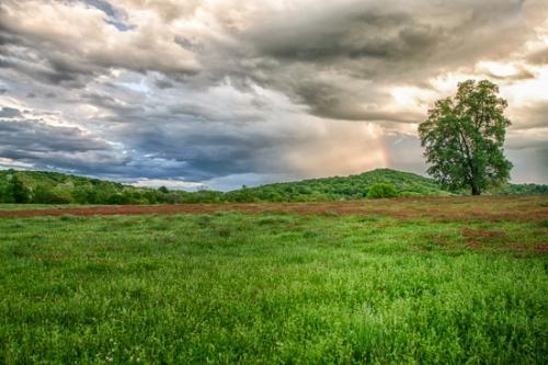 Clover;Fields;Hills;Horizontal;Tree;green;rainbow