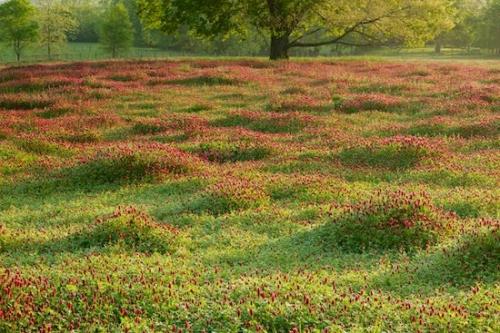 tree trunk;trunk;Fields;Hills;Brown;Red Clover;limb;branch;Clover;Red;Field;Green;Spring;tree limbs;branches;Springtime;tree