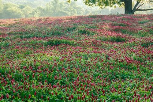 Blossom;Blossoms;Branch;Branches;Clover;Field;Fields;Flower;Floweret;Flowering;Flowers;Green;Hill;Hills;Hillside;Hilltop;Landscape;Red Clover;Spring;Springtime;Tree;Trunk;bloom;flora;floral