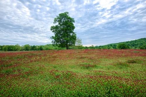 clouds;Flowers;Plants;Sky;trees;field;Flower;Vegetation;Red;Pink;tree;Panoramic;Plant;Botanicals;Cloud;Green;Red Clover;Landscape