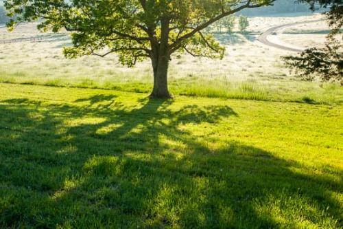 Agricultural;Branch;Branches;Brown;Fence;Field;Grass;Green;Healing;Health care;Healthcare;Oneness;Pastoral;Peaceful;Road;Shade;Shadow;Spring;Springtime;Sunlight;Sunlit;Sunshine;Tan;Tree;Tree Trunk;Trunk;Yellow;calm;limb;pasture;restful;serene;soothing;tranquil;tree limbs;trees;zen