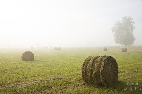 Brown;misty;Pasture;Tan;Hay Bale;branches;Green;fog;Agricultural;Hay;mist;Morning;Field;Landscape;foggy;Fields;Grass;Pastureland;Farmland;tree