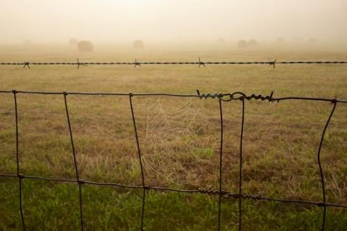 Farmland;foggy;Agricultural;Hay Bale;dewy;droplet;drops;Fields;fence;drop;fog;dew drops;Pastureland;misty;Hay;Field;Green;dew;mist;Brown;Spiderweb;Tan;Pasture