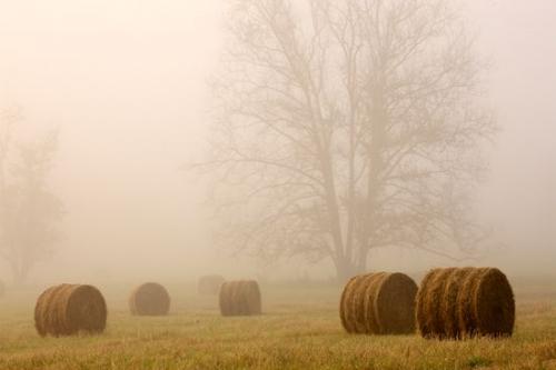 Hay Bale;Pasture;Green;foggy;Brown;misty;Farmland;mist;tree;Tan;Pastureland;fog;Agricultural;branches;Hay;Fields;Field