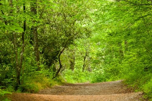 Bloom;Blossom;Blossoms;Blue Ridge Parkway;Brown;Bud;Calm;Close-up;Floweret;Flowering;Flowers;Forest;Healing;Health care;Healthcare;Hiking Trail;Linville Falls;North Carolina;Path;Pathway;Petal;Pisgah National Forest;Timberland;Walkway;Woodland;Woodlands;Woods;bloom;flora;floral;flower;green;peaceful;restful;roads;serene;soothing;trail;tranquil;trees;wildflower;wooded area