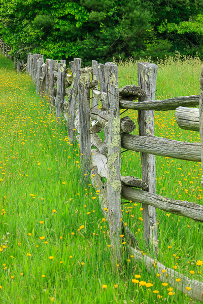 Agricultural;Agriculture;Bloom;Blossom;Blossoms;Blue Ridge Parkway;Calm;Farm;Farming;Fields;Floweret;Flowering;Flowers;Healing;Health care;Healthcare;Linville Falls;Nature;North Carolina;Pastoral;Pisgah National Forest;Split Rail;United States;Warm Colors;Warm Palette;Warm Tones;Yellow;bloom;color;fence;field;flora;floral;flower;grass;gray;green;landscape;oneness;pasture;peaceful;plants;restful;serene;soothing;tranquil;yellow;zen