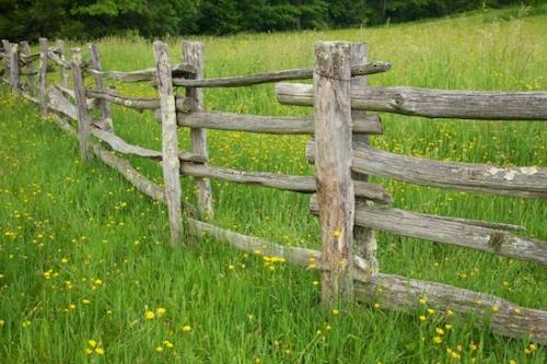 North Carolina;Gray;Flowering;Pasture;Pisgah National Forest;Split Rail;Fence;Blue Ridge Parkway;Field;Flowers;Blossom;Linville Falls;Flower;Yellow;Grass;Fields;Bloom;Green