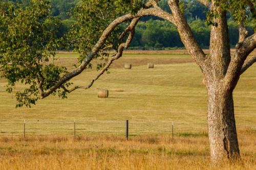Agricultural;Bale;Bird;Branches;Brown;Fence;Field;Gold;Grass;Green;Hay;Leaves;Tan;Tree;Trees;Trunk;bark;limbs;pasture;tree limbs