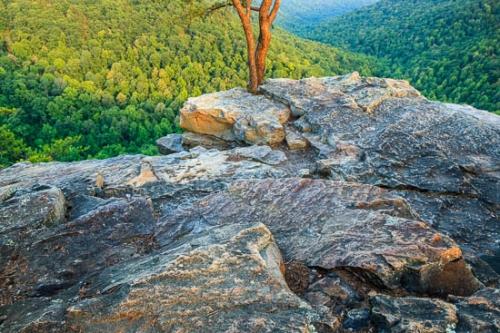 Bluff;Branch;Branches;Brown;Cliff;Fiery Gizzard;Forest;Forested;Gorge;Green;Hilltop;Mountain;Mountain Top;Mountainous;Mountains;Mountainside;Peak;Precipice;Raven's Point;Rock;Rock Formations;Rocks;Rocky;South Cumberland Recreation Area and Fiery Gizzard;Stone;Stones;Summit;Tan;Tennessee;Timberland;Tracy City;Tree;Tree Trunk;Trees;Trunk;United States;Valley;Woodland;bark;limbs;tree limbs