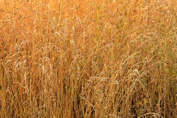 Abstract;Abstraction;Botanical;Brown;Calm;Close-up;Gold;Healing;Line;Nature;Pastoral;Plant;Seed Head;Tan;Yellow;botanicals;foliage;grass;landscape;oneness;orange;pattern;peaceful;plant;plants;restful;serene;soothing;texture;tranquil